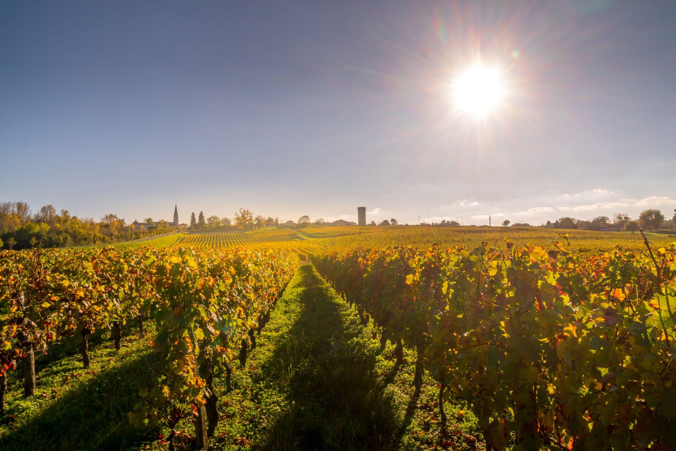 Bordeaux Weine_Anbau