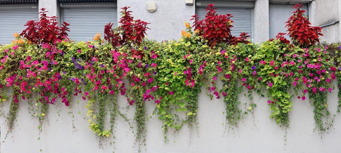 Blumenkaesten voller bunter Blumen und Rankpflanzen als Gestaltungsidee fuer Balkone und Terrassen