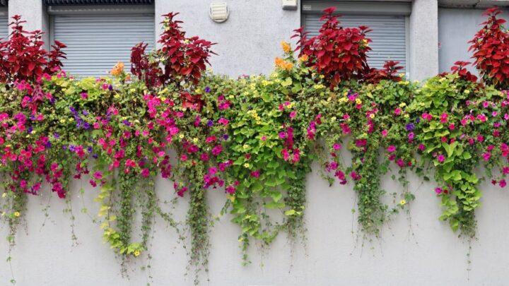 Blumenkaesten voller bunter Blumen und Rankpflanzen als Gestaltungsidee fuer Balkone und Terrassen