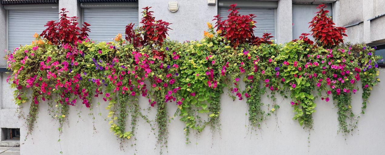 Blumenkaesten voller bunter Blumen und Rankpflanzen als Gestaltungsidee fuer Balkone und Terrassen